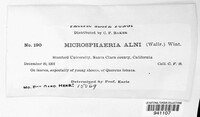 Phyllactinia alnicola image